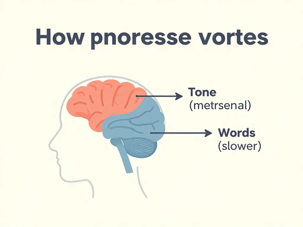 Illustration showing how the brain's amygdala processes tone of voice faster than the prefrontal cortex processes word meaning