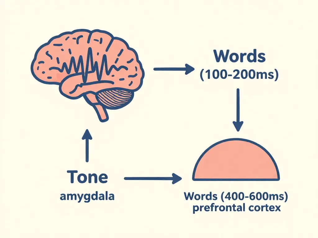 Illustration showing how the brain processes tone of voice faster than word meaning, with the amygdala reacting in 100-200 milliseconds